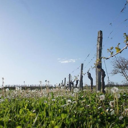 Entre Pierre Et Vigne - Charming Former Winery Farmhouse With Hot Tub & Swimming Pool Monestier  المظهر الخارجي الصورة