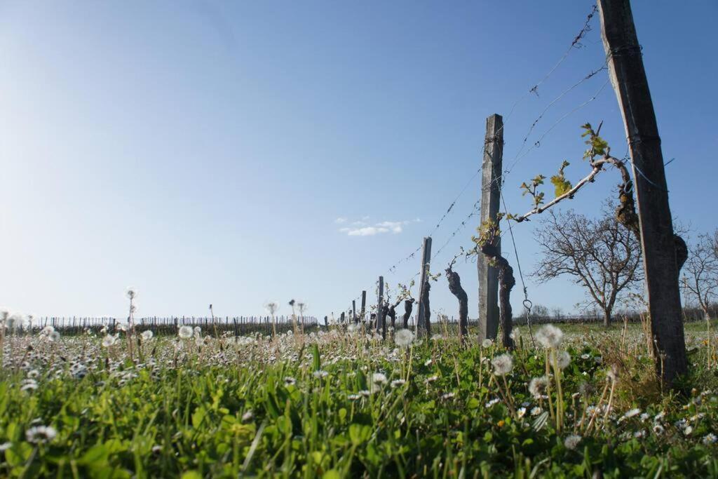 Entre Pierre Et Vigne - Charming Former Winery Farmhouse With Hot Tub & Swimming Pool Monestier  المظهر الخارجي الصورة